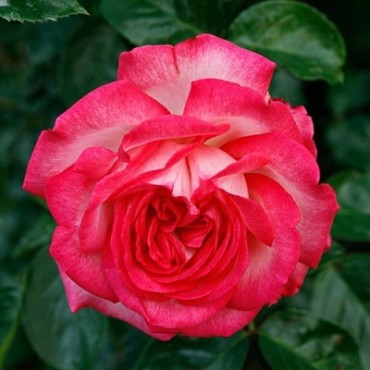 Роза плетистая Антик-89