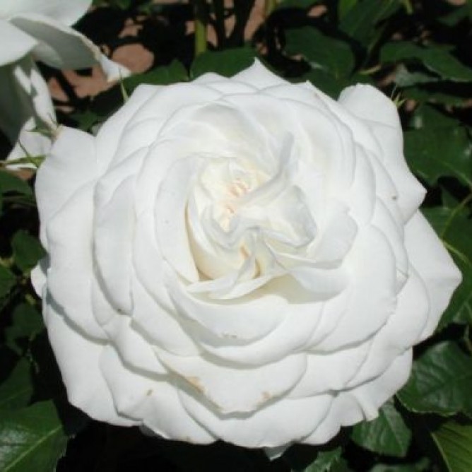 Роза чайно-гибридная Аннапурна
