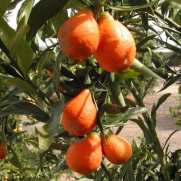 Цитрус Оранжекват