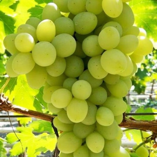 Виноград плодовый Благовест