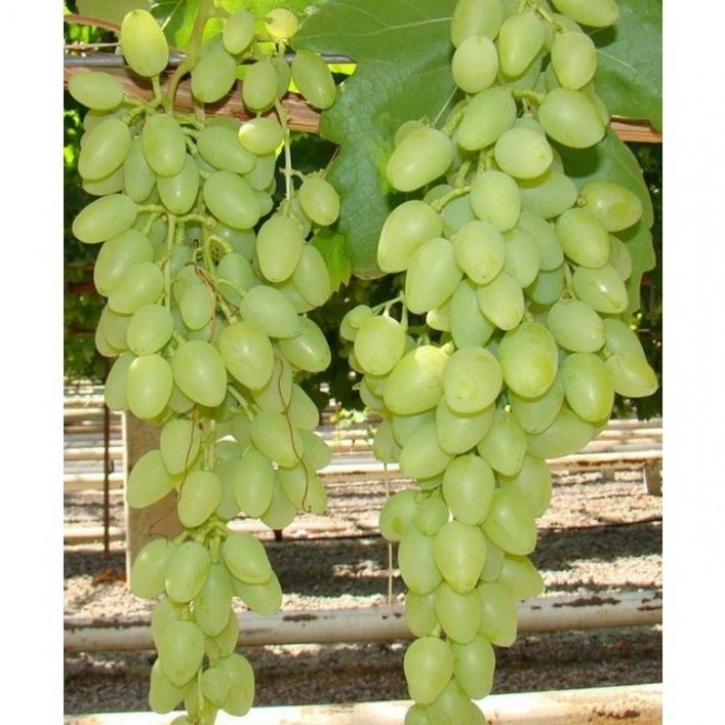 Виноград плодовый Руслан (Ивлен)