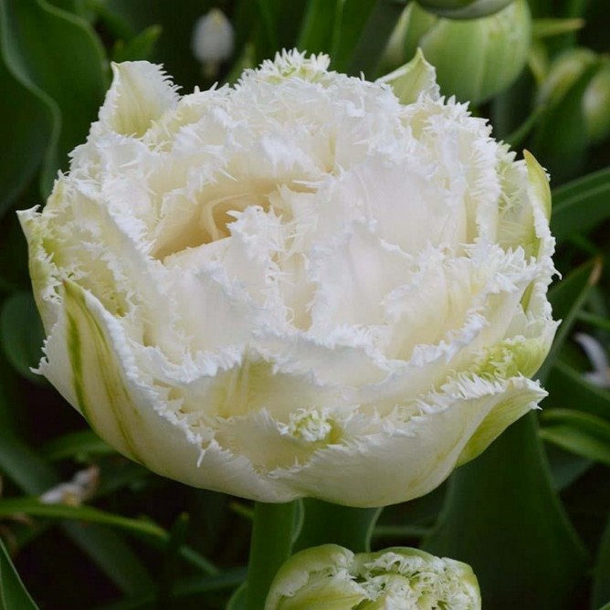 Тюльпан бахромчатый Сноу Кристал