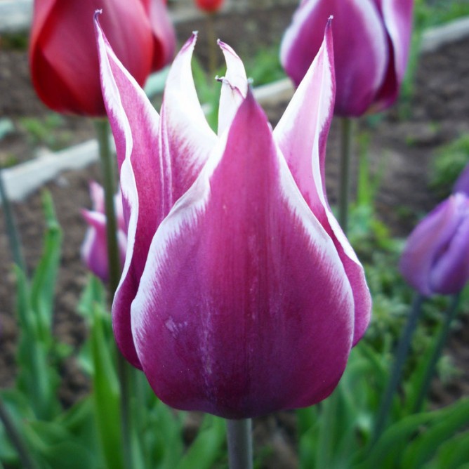 Тюльпан лилиецветный Баллада