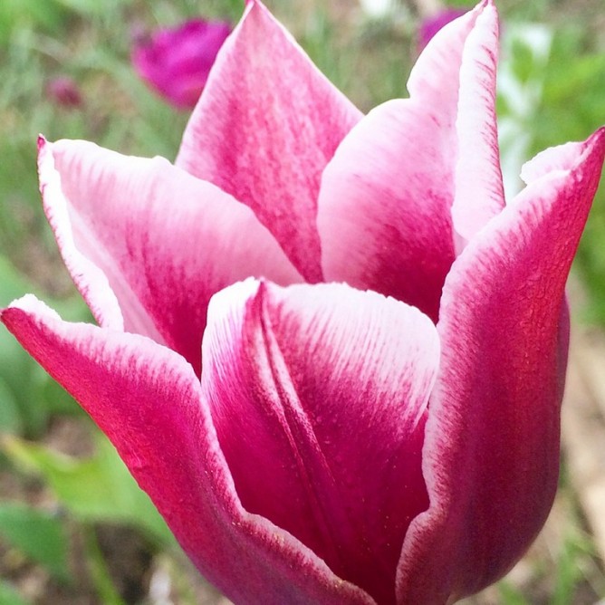 Тюльпан лилиецветный Клаудия
