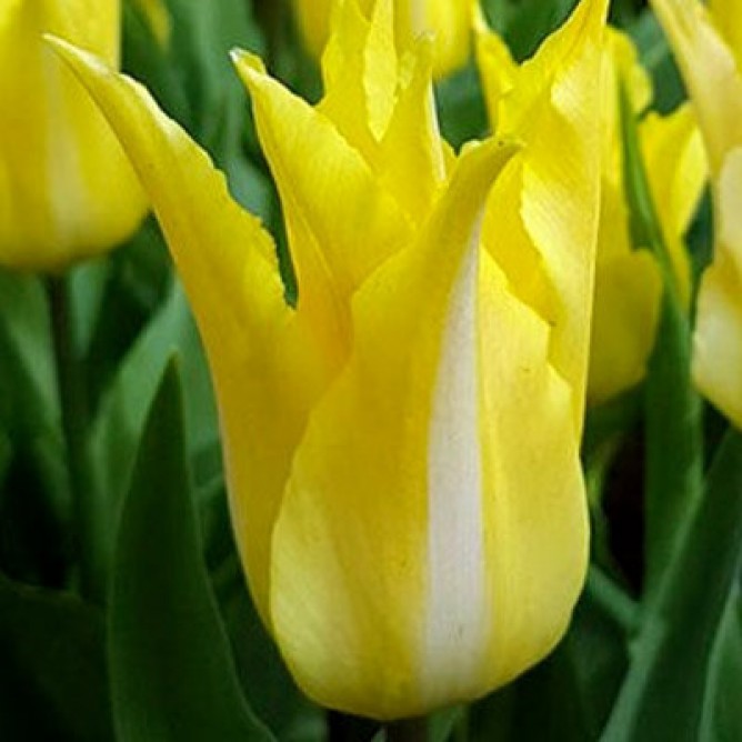 Тюльпан лилиецветный Флорин Шик
