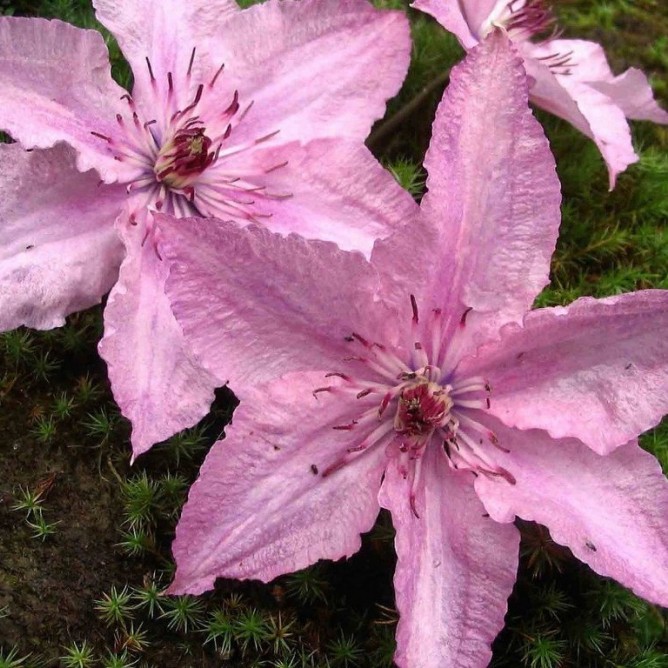 Клематис крупноцветковый Хегли Хайбрид