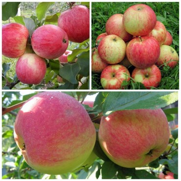 Дерево-сад яблоня 3 сорта Мелба - Конфетное - Орлинка