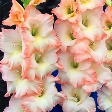 Гладиолус крупноцветковый Кэрлесс