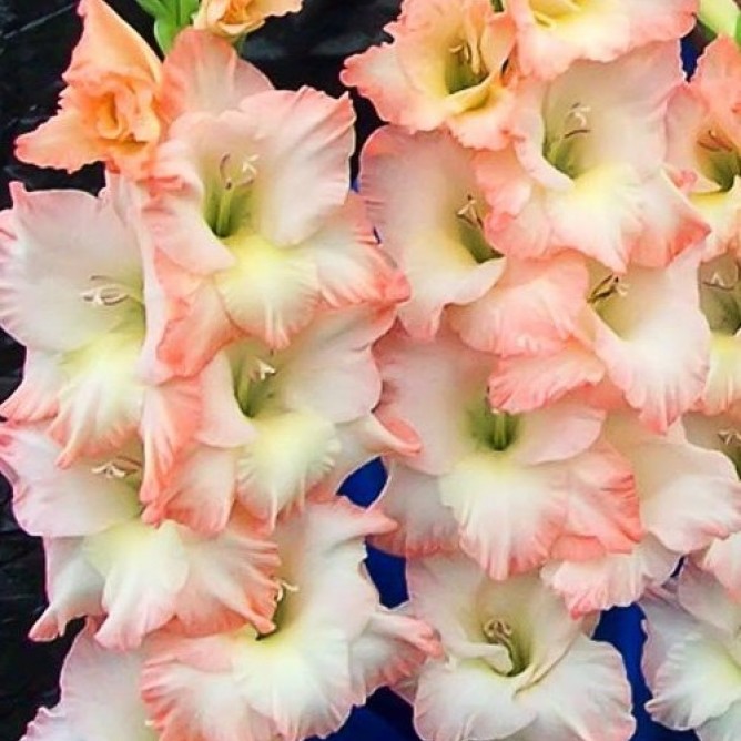 Гладиолус крупноцветковый Кэрлесс