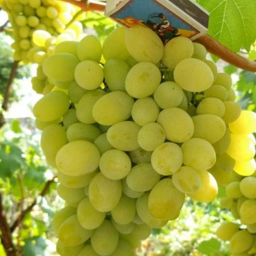 Виноград плодовый Белое Чудо