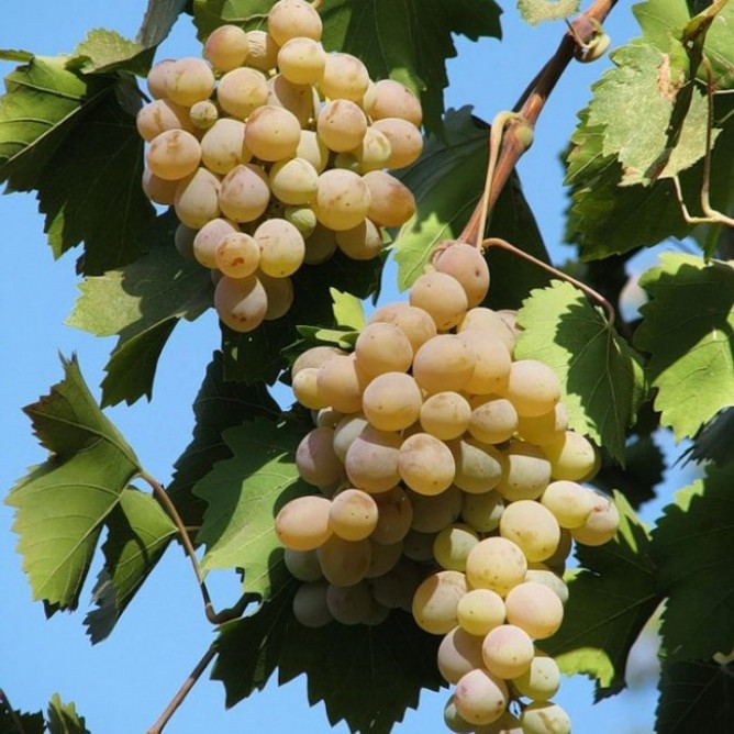 Виноград плодовый Бианка