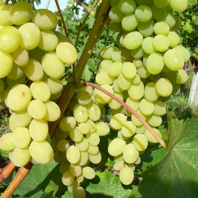 Виноград плодовый Августин