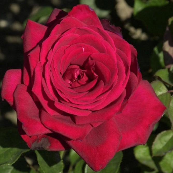 Роза чайно-гибридная Бургунд