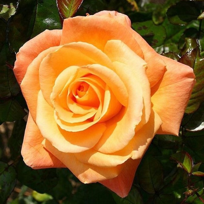 Роза чайно-гибридная Дорис Тистерман