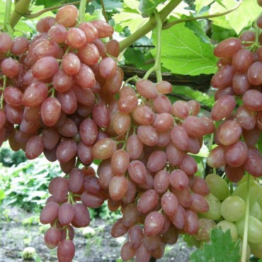 Виноград плодовый Кишмиш лучистый