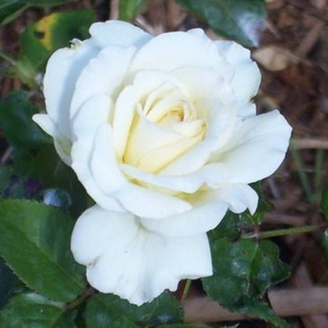 Роза чайно-гибридная Тру Лав