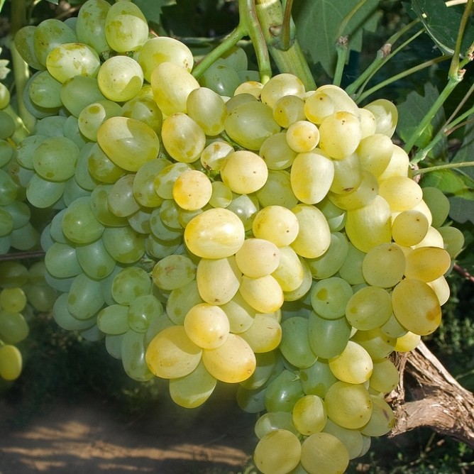 Виноград плодовый Супер-Экстра