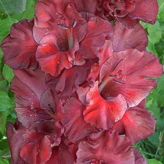 Гладиолус крупноцветковый Шоколад