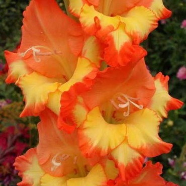 Гладиолус крупноцветковый Принцесс Маргарет Роуз