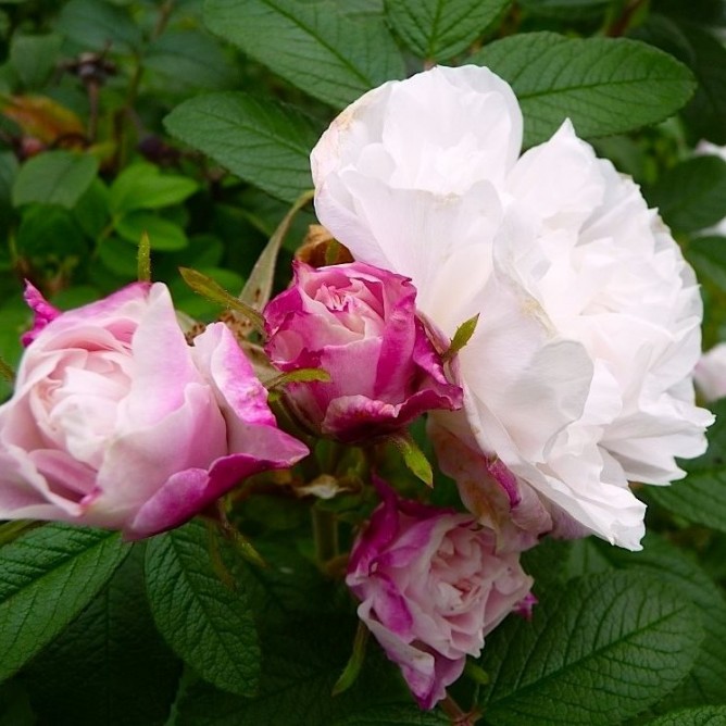 Роза канадская парковая Луиза Багнет