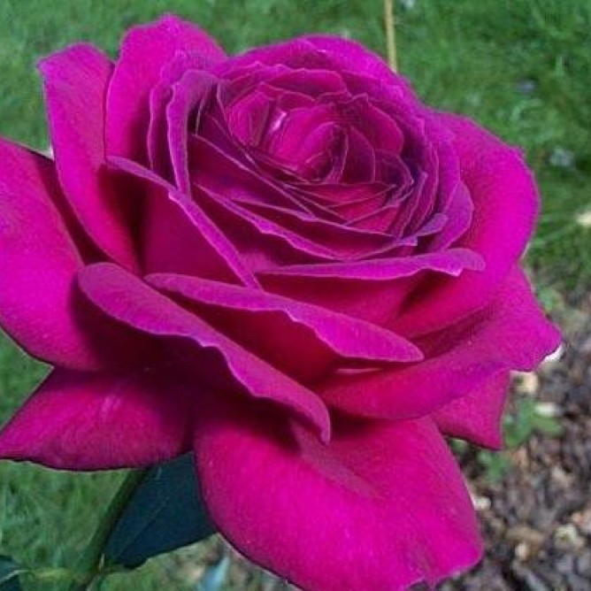 Роза чайно-гибридная Биг Пёпл