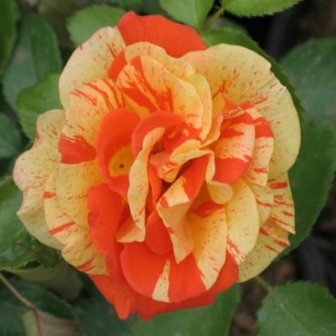 Роза флорибунда Пападжина