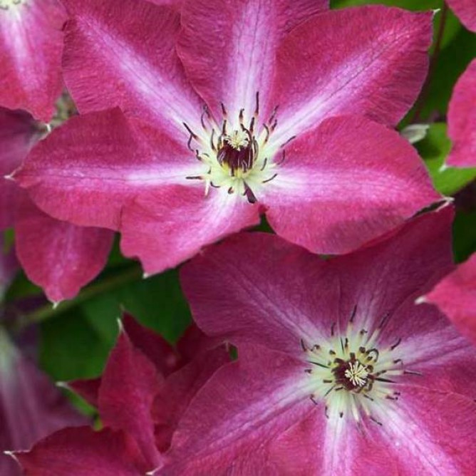 Клематис крупноцветковый Вива Полония