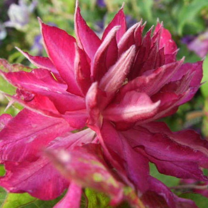 Клематис крупноцветковый Каэн