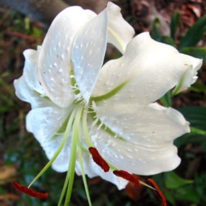 Лилия видовая Прекрасная Альбум
