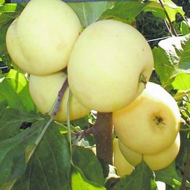 Яблоня карликовая Юнга
