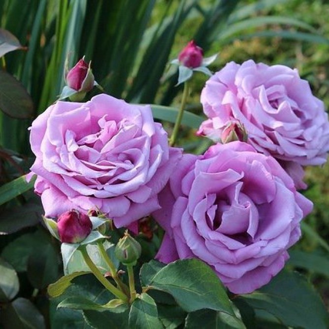 Роза чайно-гибридная Шарль де Голль 
