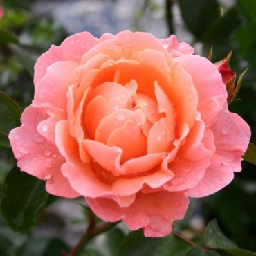 Роза флорибунда Мари Кюри