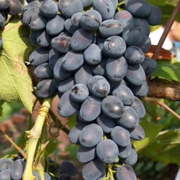Виноград плодовый Надежда АЗОС