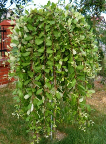 Ива Пендула плакучая