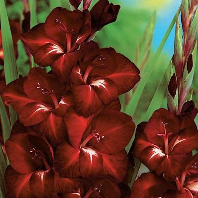 Гладиолус крупноцветковый Арабиан Найт