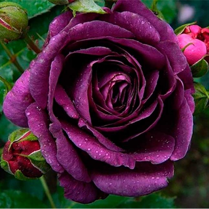 Роза флорибунда Минерва