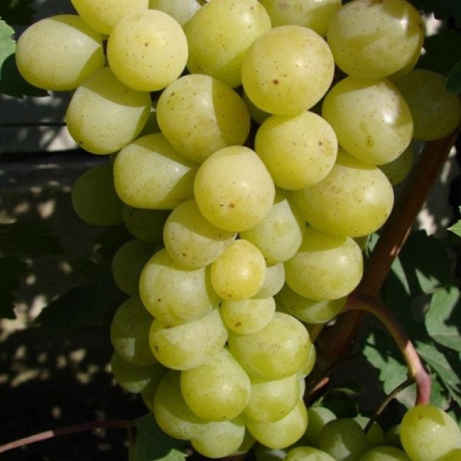 Виноград плодовый Алекса
