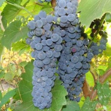 Виноград плодовый Благодать