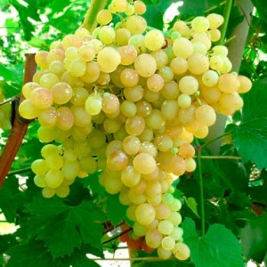 Виноград плодовый Кишмиш №342
