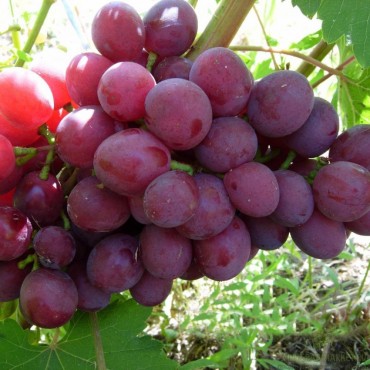 Виноград плодовый Подарок Несветая