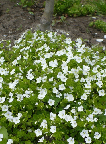 Вероника ползучая Саншайн