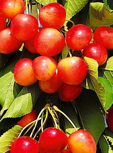 Черешня Брянская розовая