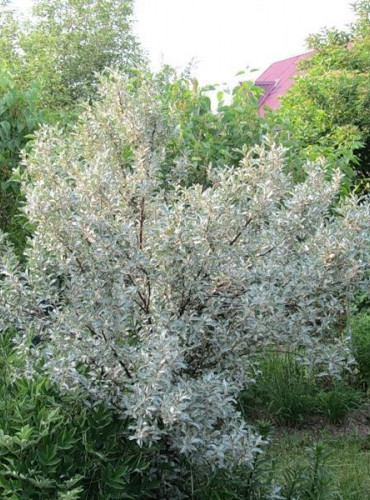 Лох серебристый