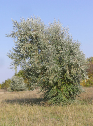 Лох узколистный
