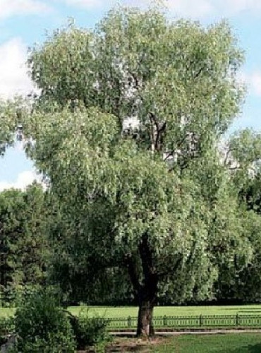 Ива белая (Ива серебристая)