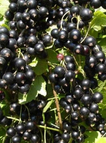 Смородина черная Зеленая дымка