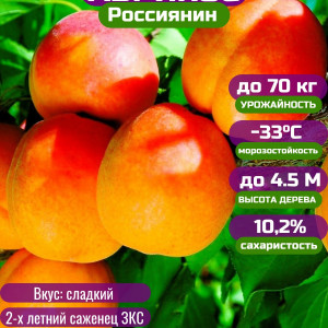 Абрикос обыкновенный Россиянин