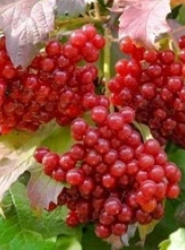 Калина красная Эликсир