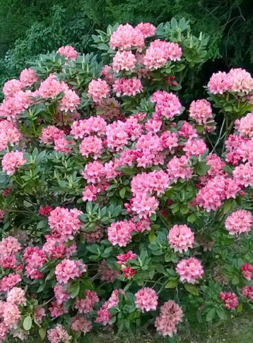 Рододендрон якушиманский Калинка